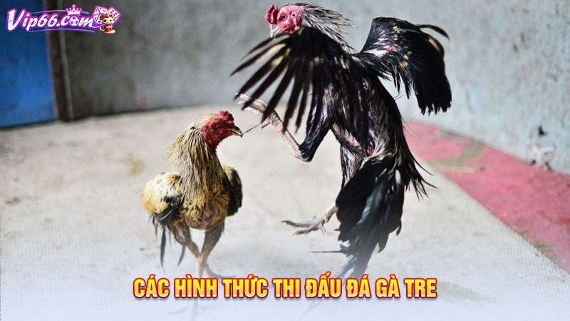 Các hình thức thi đấu đá gà tre 