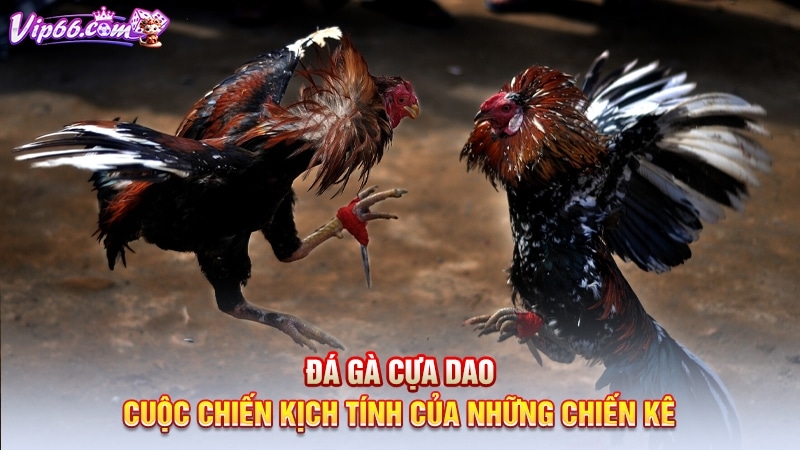 Đá gà cựa dao