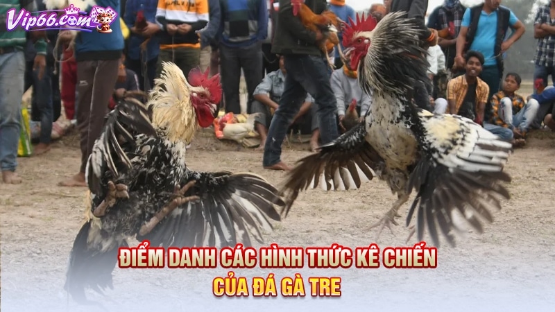 Điểm danh các hình thức kê chiến của đá gà tre 