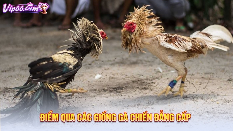 Điểm qua các giống gà chiến đẳng cấp