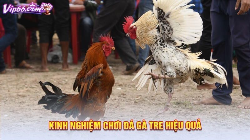 Kinh nghiệm chơi đá gà tre hiệu quả