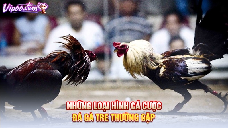 Những loại hình cá cược đá gà tre thường gặp