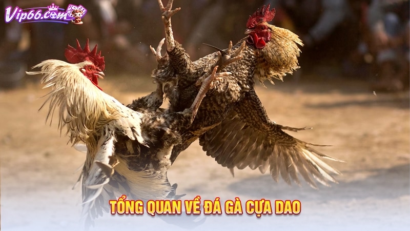 Tổng quan về đá gà cựa dao