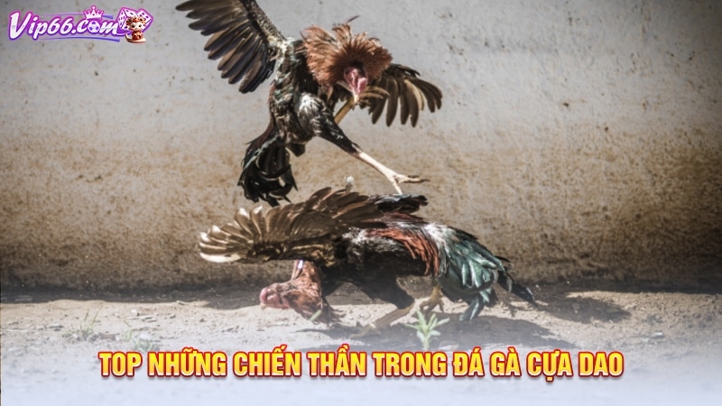 Top những chiến thần trong đá gà cựa dao